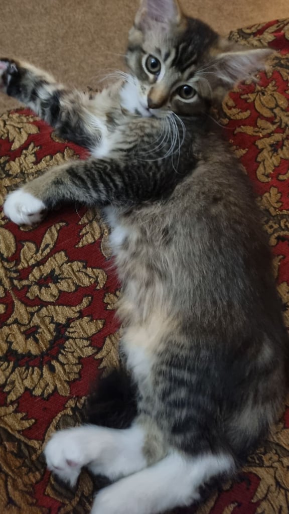 11 weeks old kittens