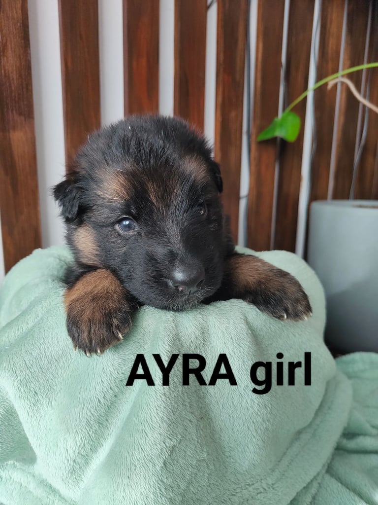 German Shepard puppies for sale 