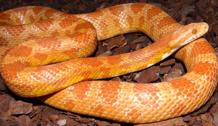 image for Corn snake and Full large setup.