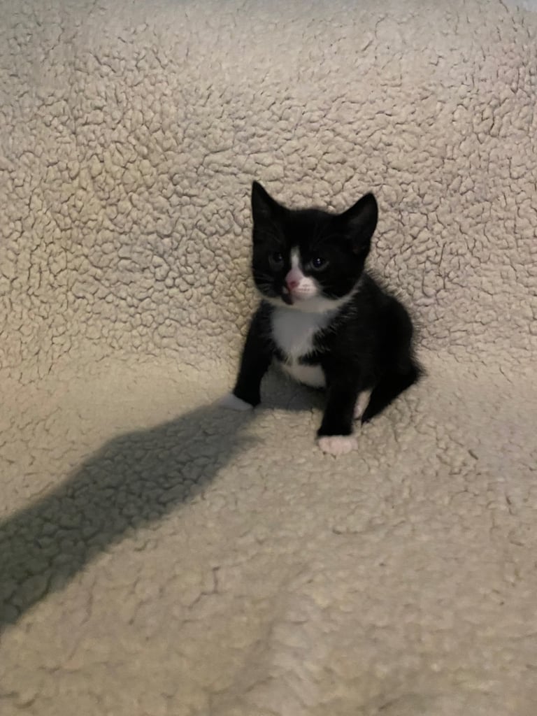  kittens ready now 