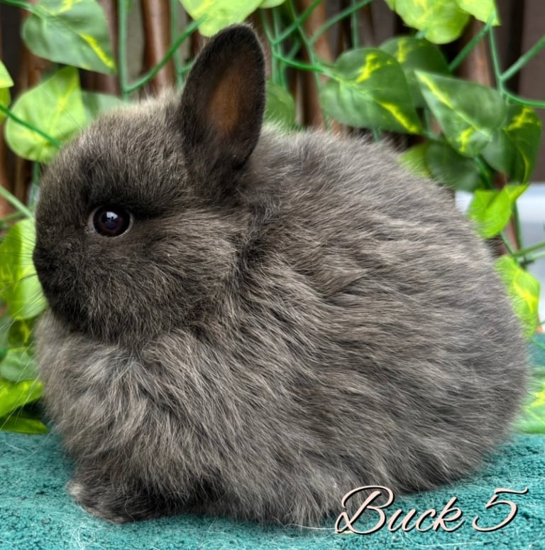 Show Quality Pure Bred Netherland Dwarfs