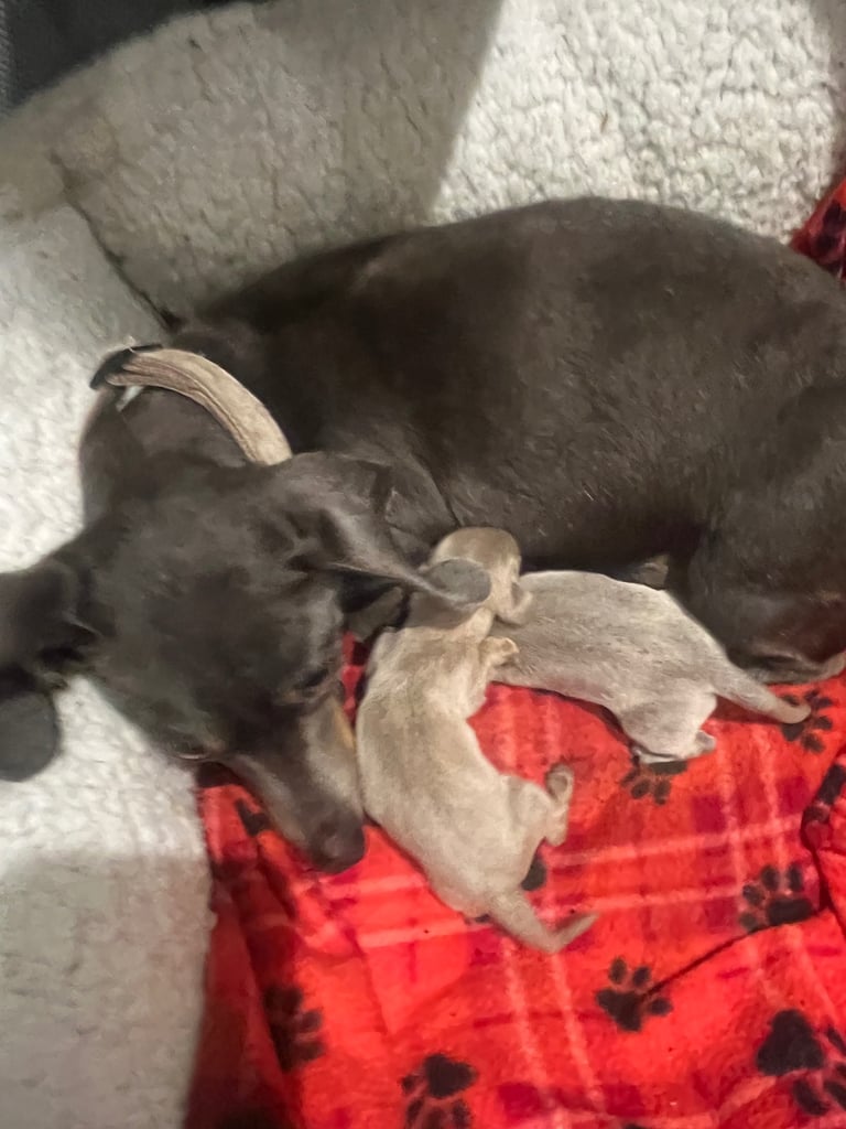 Dachshund miniature puppies 