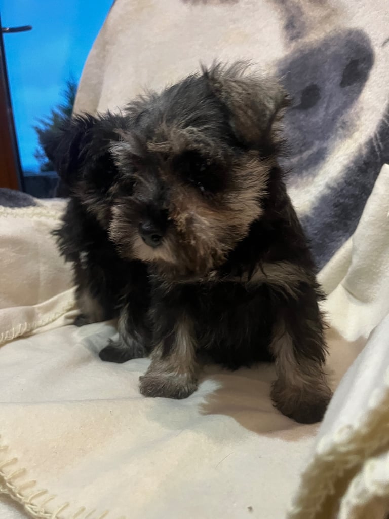 Miniature Schnauzer pups k.c reg’d