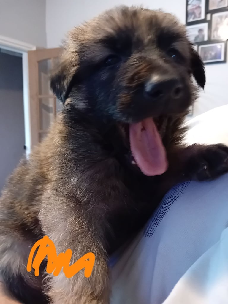German Shepherd puppies 