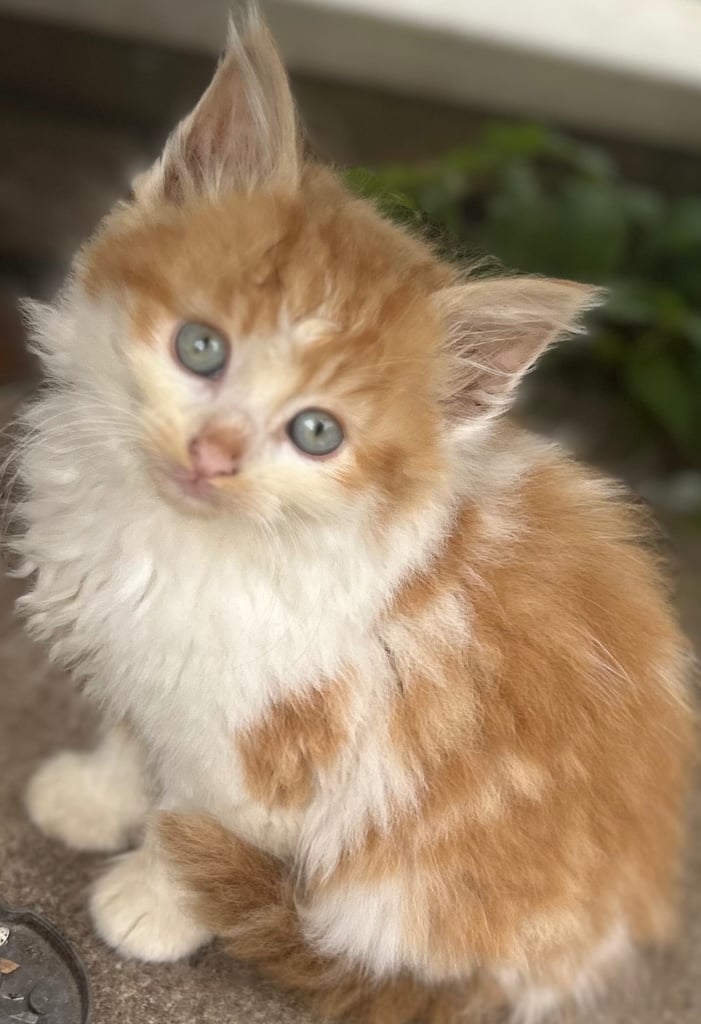 Fluffy adorable Kittens. Time for a good home.