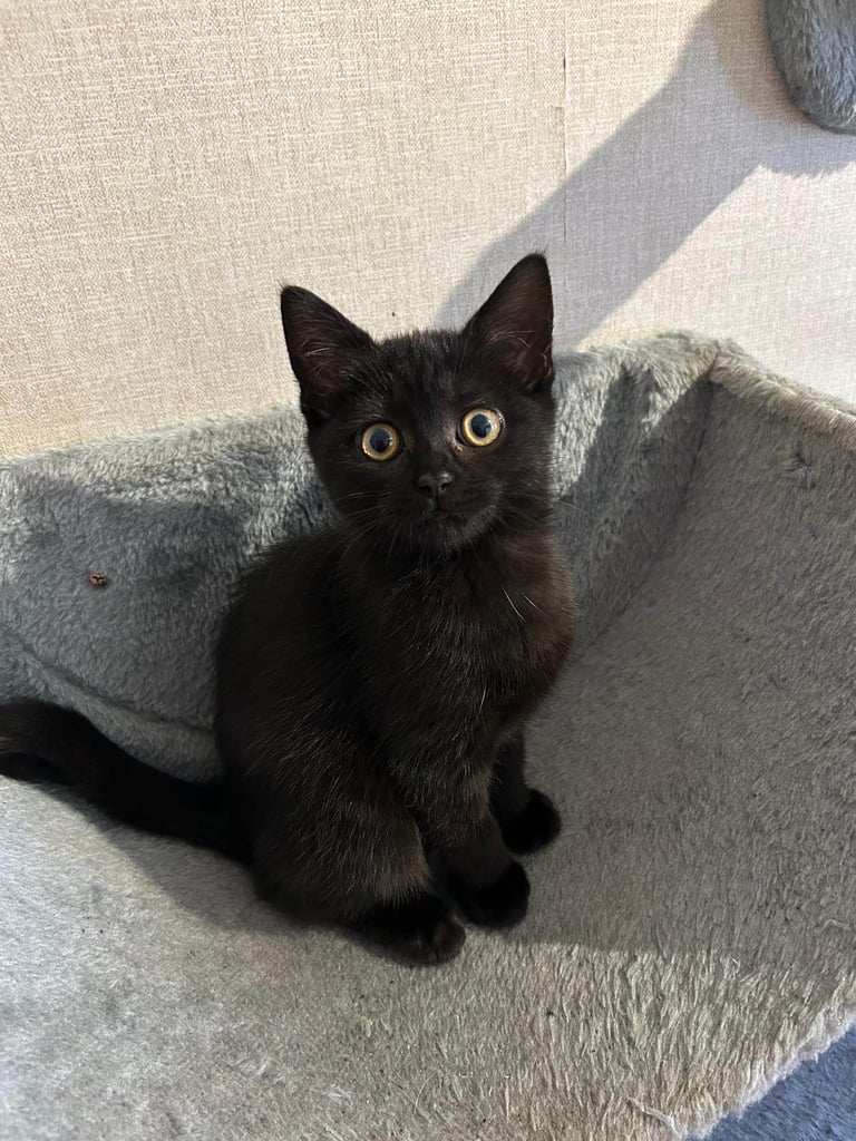 Kitten for sale