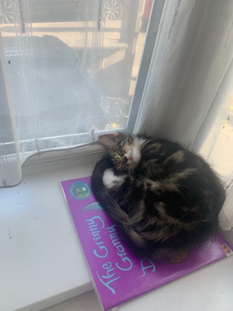 14 week female kitten ❤️🌸