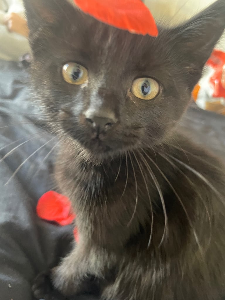 Black Tabby Kitten 