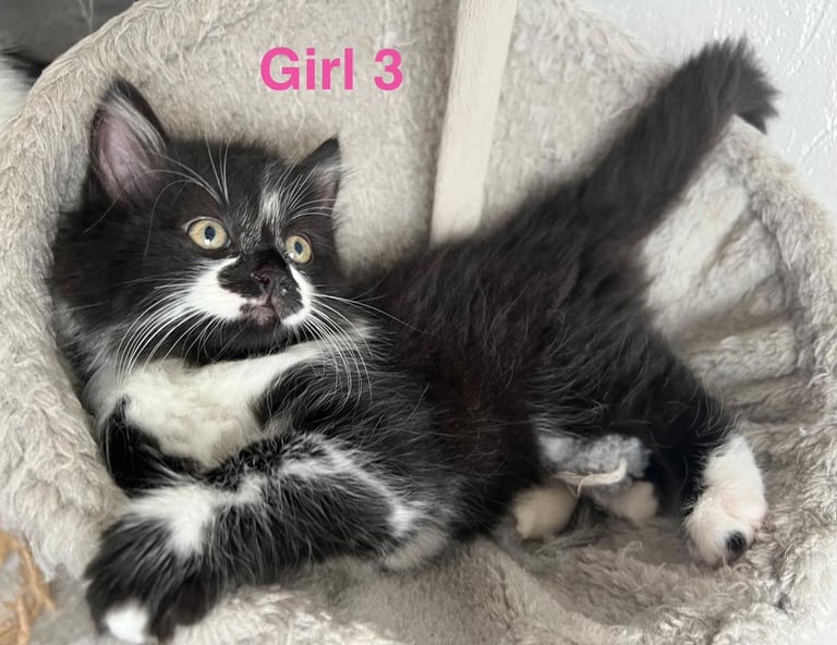 6 beautiful fluffy kittens for sale