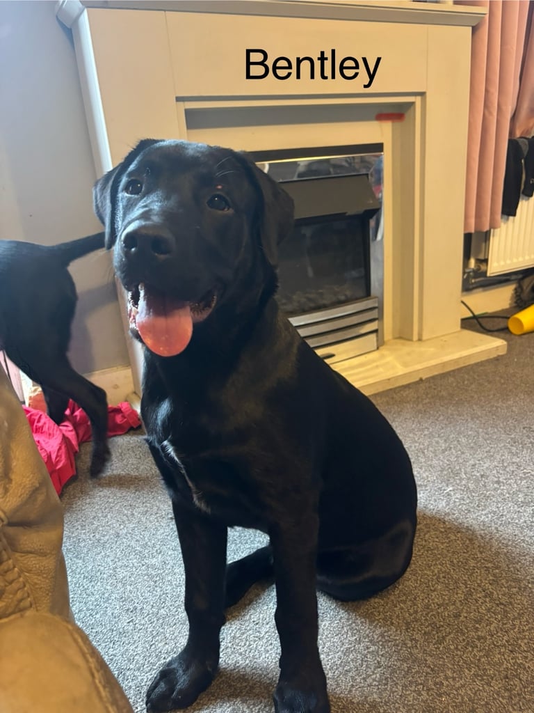 5 and 1/2 months old Staffadors Enzo and Bentley 