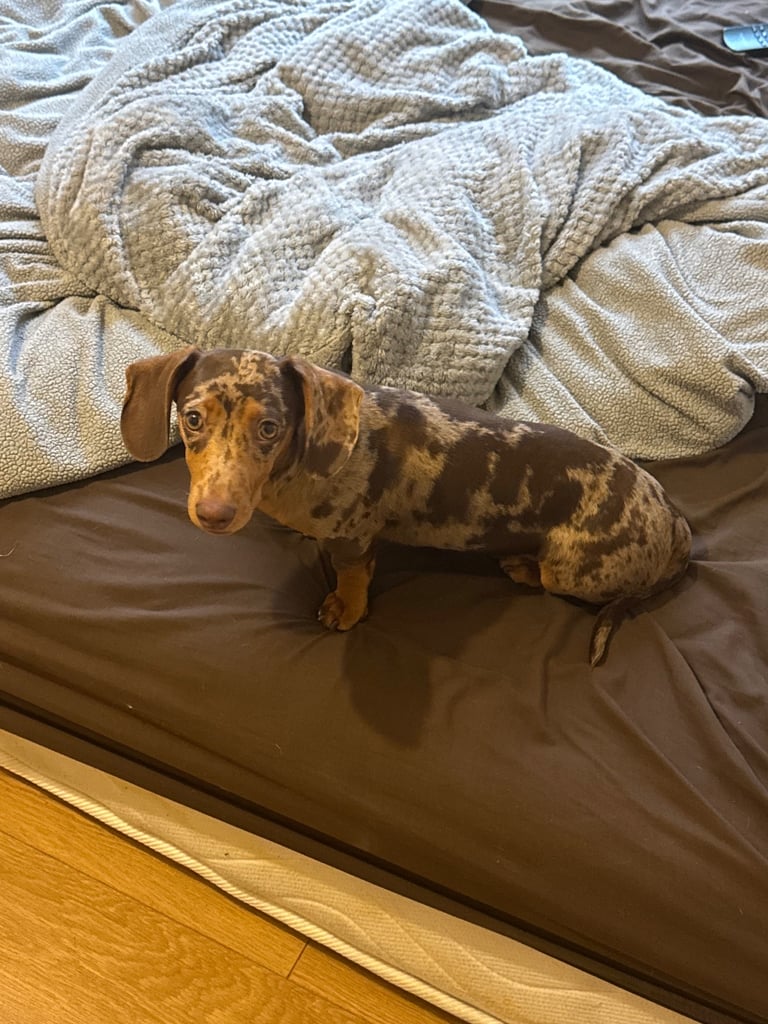 Dashund 