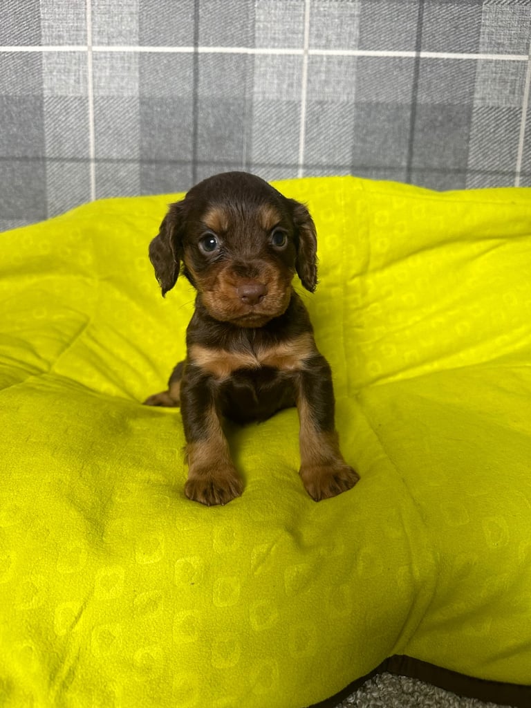 Cocker spaniel puppies field trial lines . 