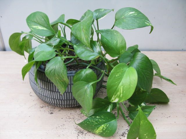 Pothos ( Epipremnum Aureum ) plant for sale