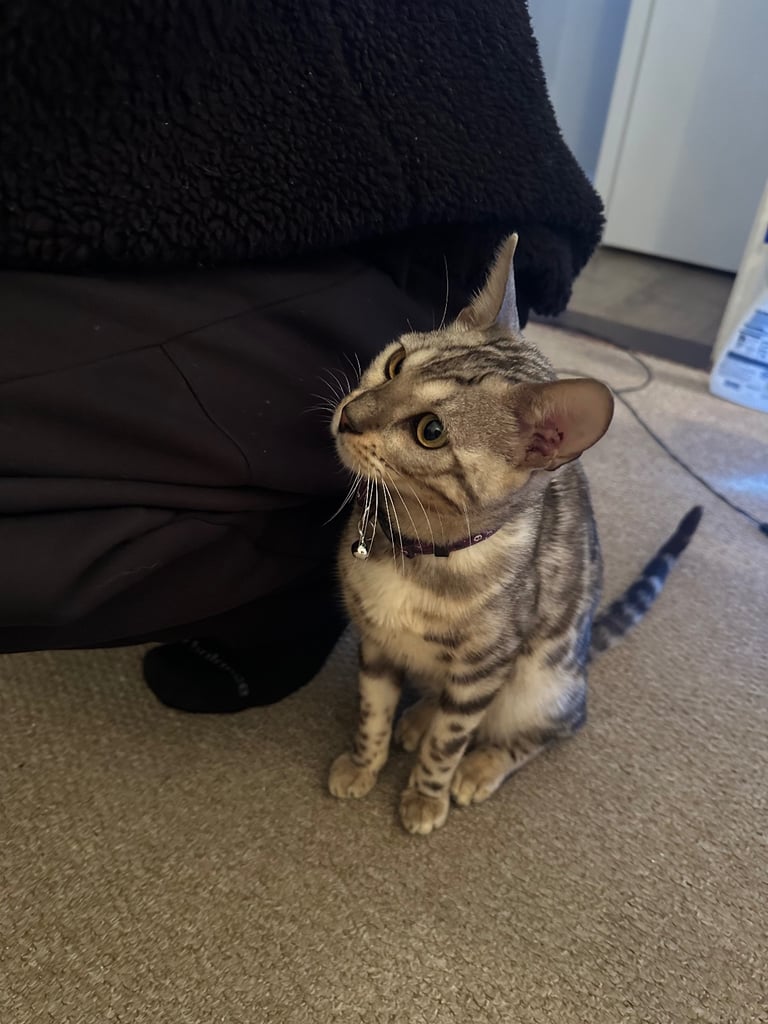Beautiful bengal cat for sale