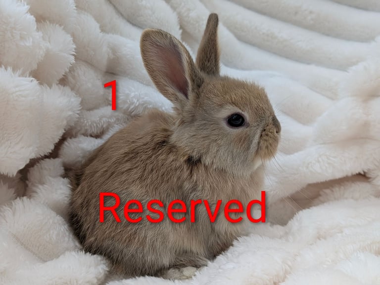 Baby Dwarf Lop Ear Rabbits For Sale