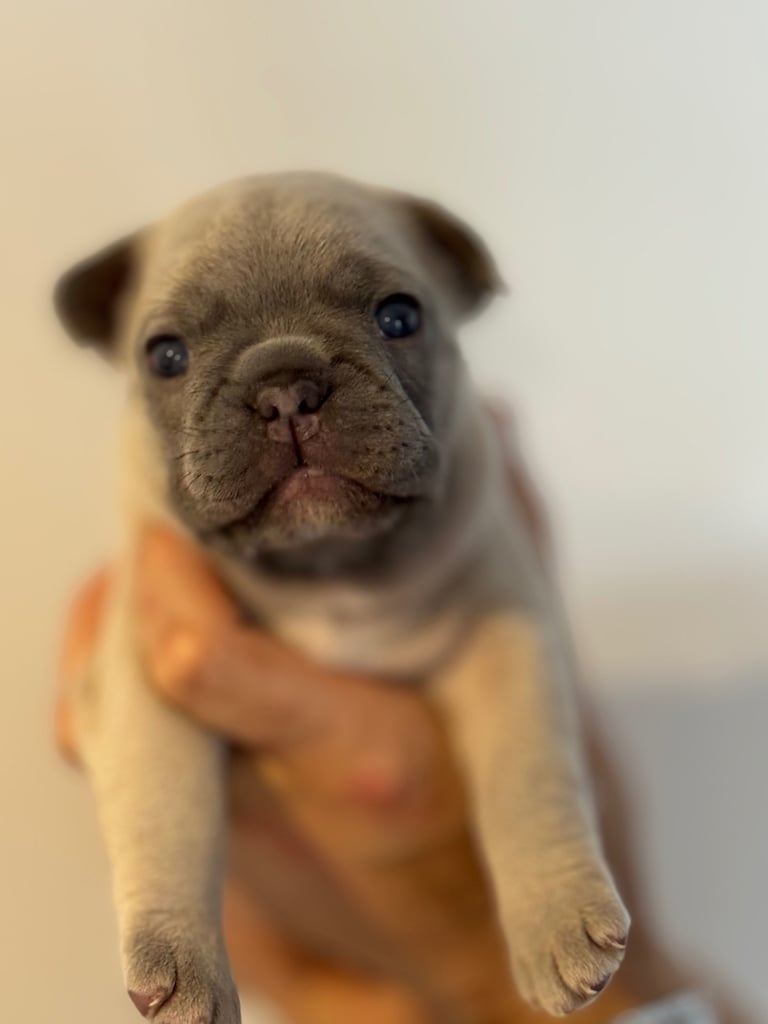 French Bulldog Puppies for Sale – Ready 8th December