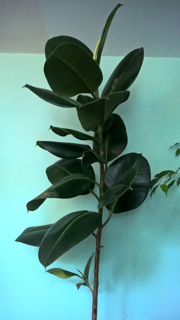 Ficus Elastica Rubber Plant Tree,