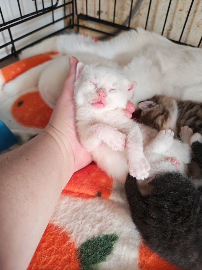 Kittens 