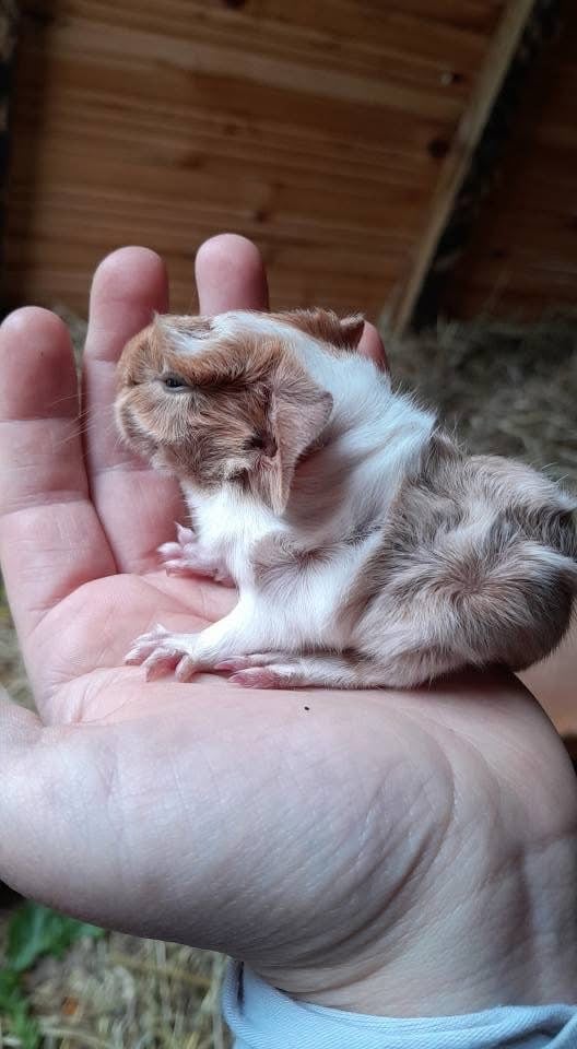Guinea pigs for sale