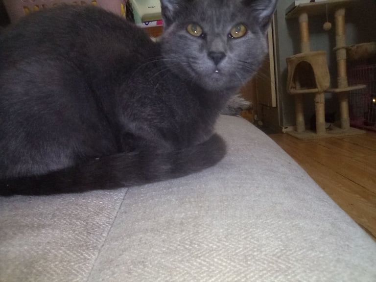 2 Beautiful girls looking for New homes