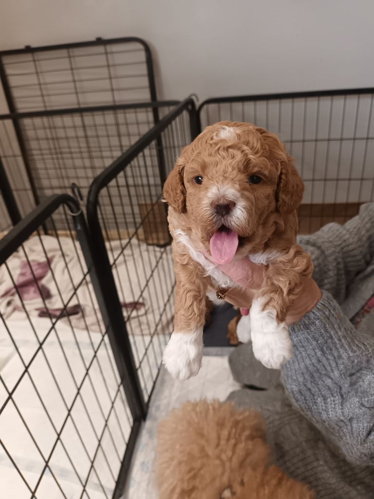 Poochon puppies 