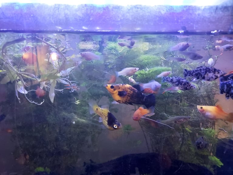  mix of tropical fish 60+
