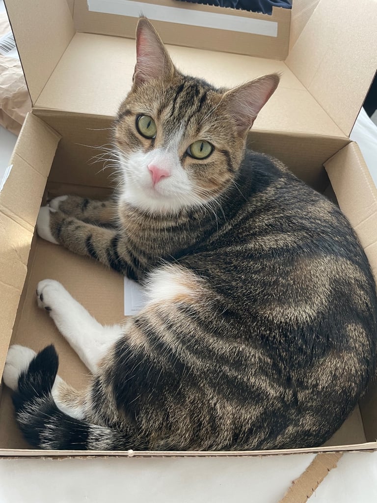 Male tabby cat to be rehomed