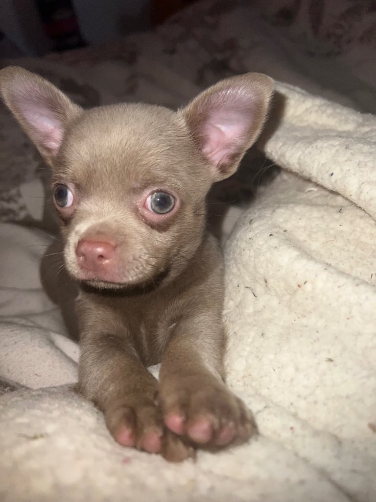 Chihuahua puppy’s 