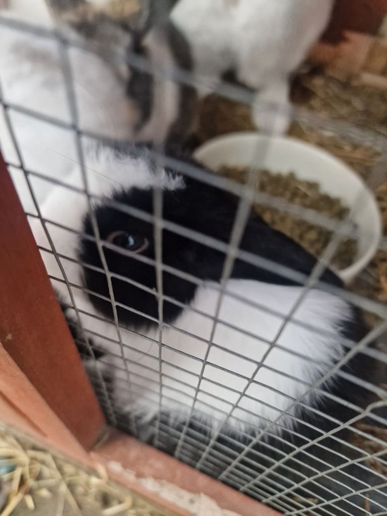 baby rabbits for sale x 5