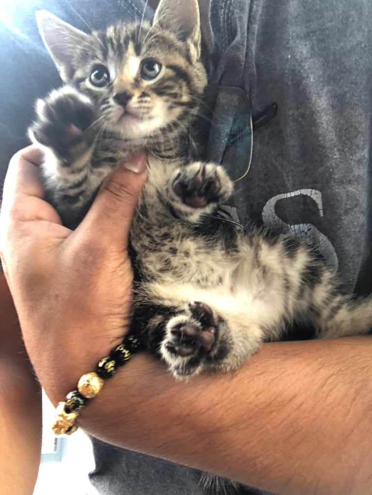 Stunning litter of Bengal X Ragdooll kiittens ready to go