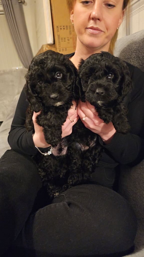 F1 Cockapoo
