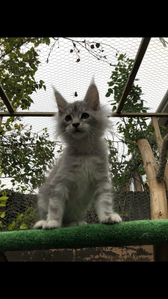 Maine coon kittens ready now
