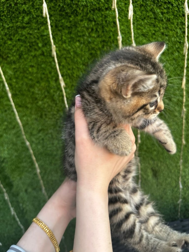Kittens for sale 