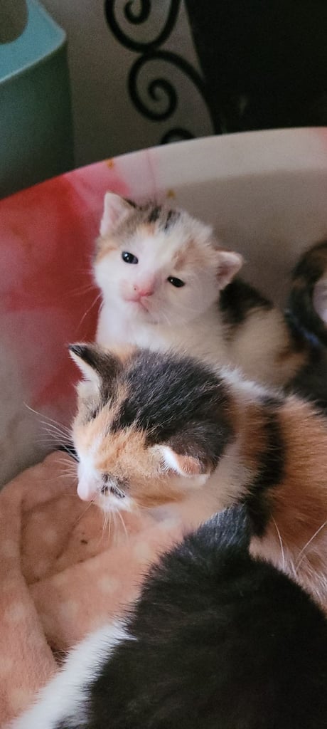 Beautiful kittens looking for their forever families 