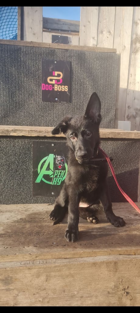 KC Reg German Shepherd Puppies