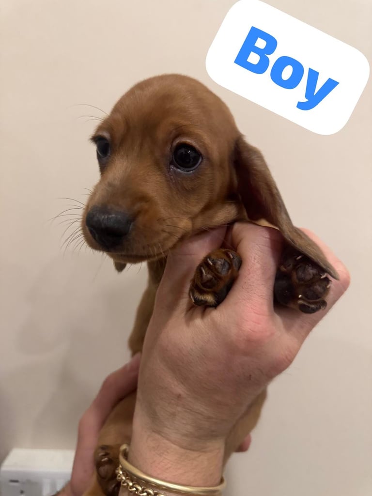 image for Daschund puppies