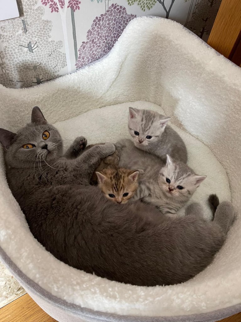British Shorthair Kittens 
