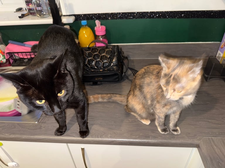 Two male Kittens looking for fur ever homes