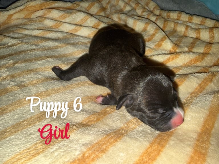 Staffordshire bull terrier puppies