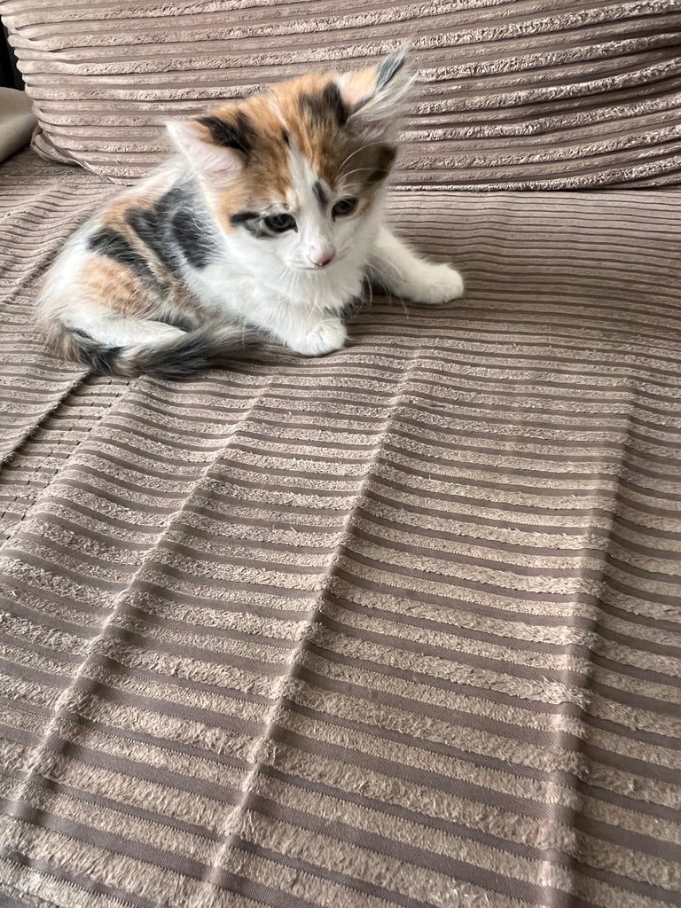 Kittens 