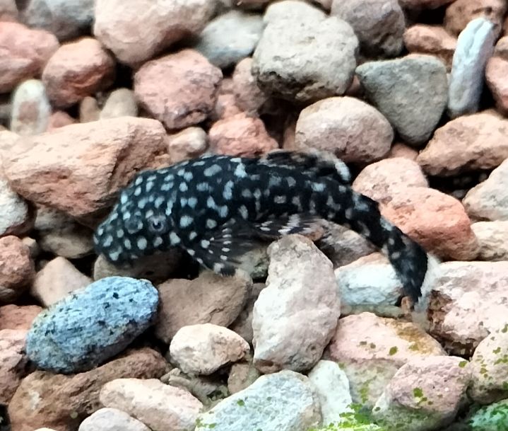 Neocardina shrimp for fish tank reds blues + wild colour - juvenile BN plecos- large Ramshorn snails