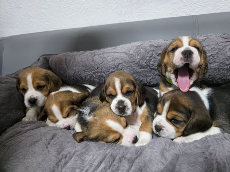 Sweet litter of tricolored beagle pups