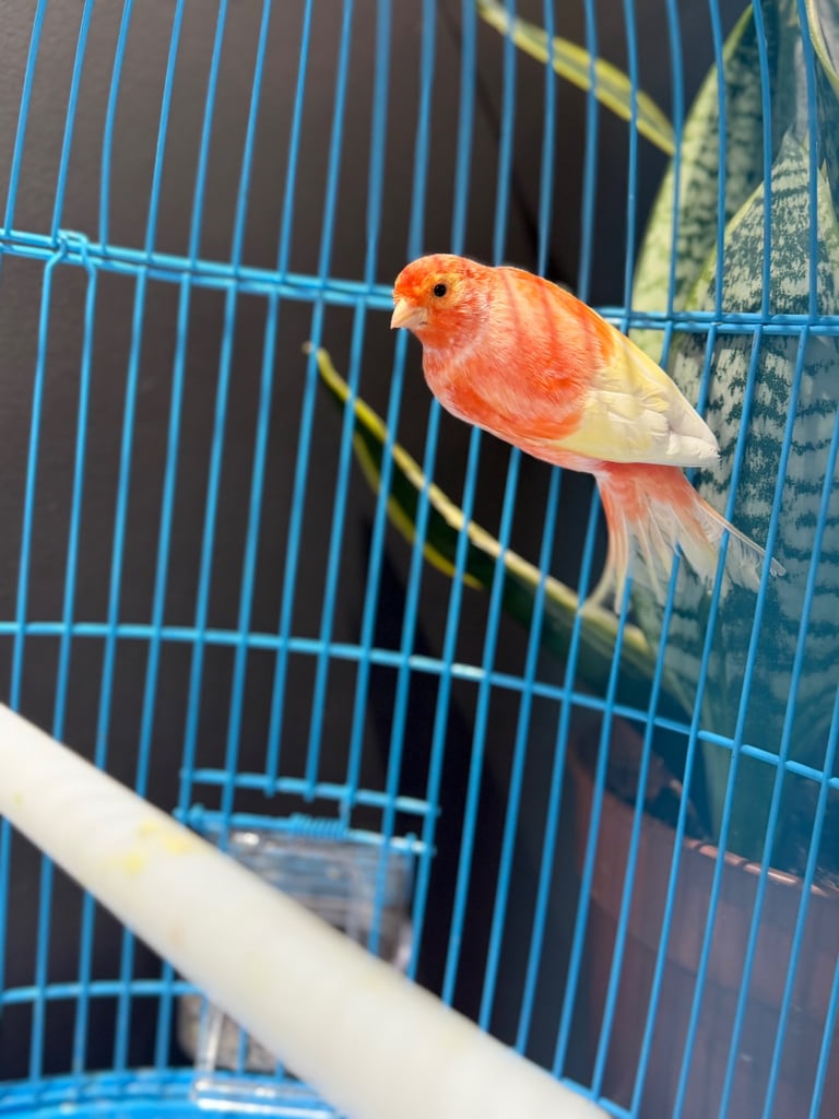 Male red factor canary with cage 