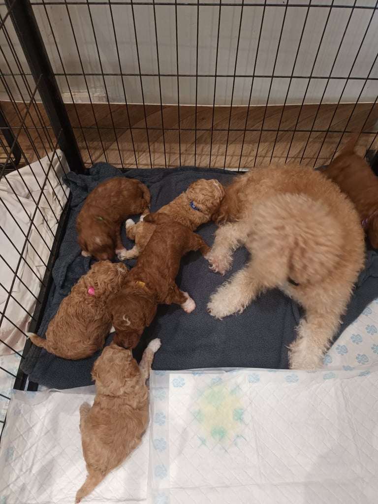 Poochon puppies 