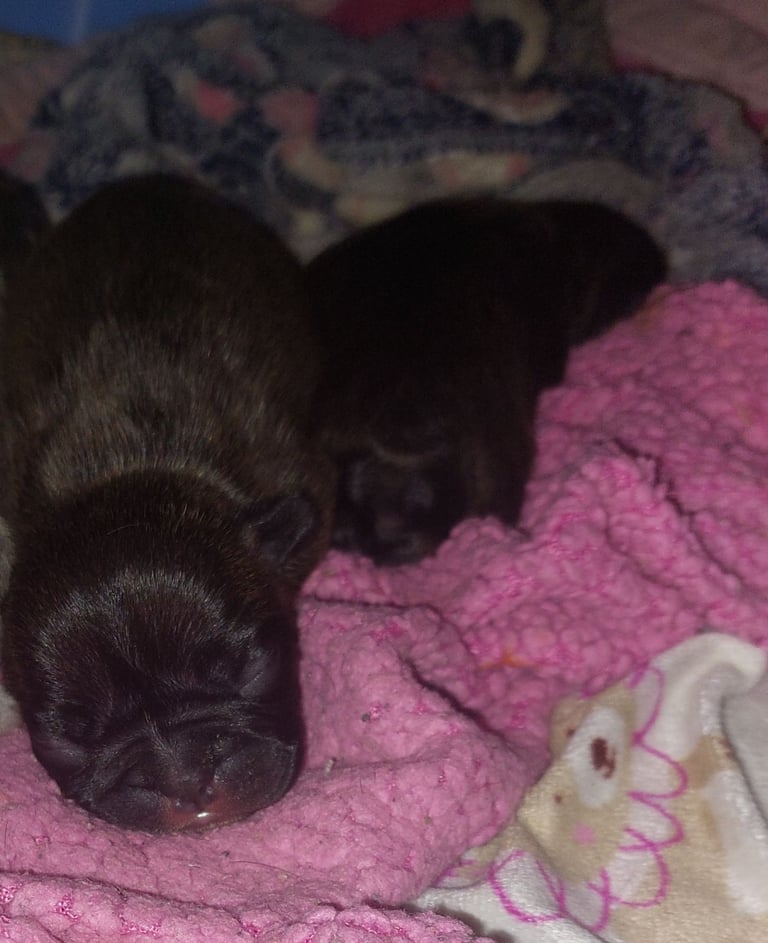 2 female french bulldog puppies merle 