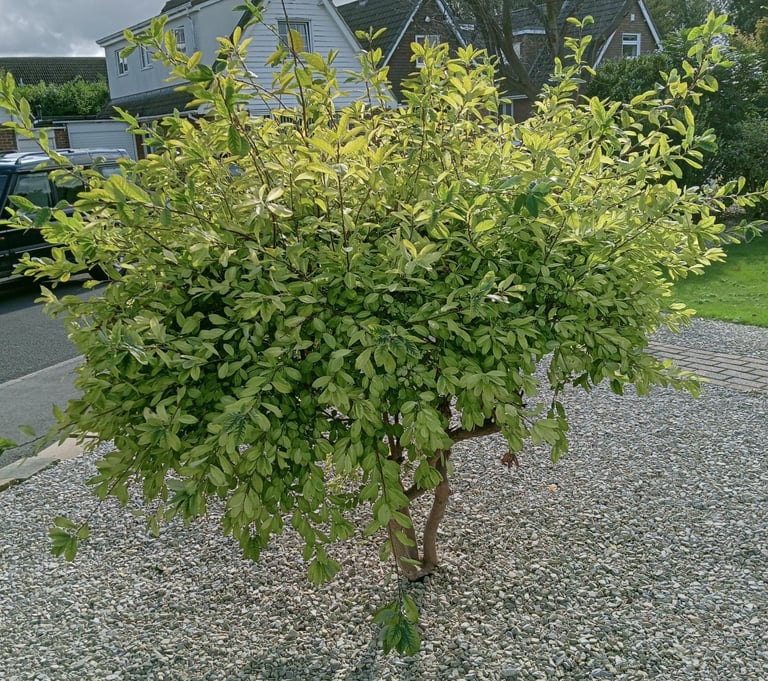 A Selection Of Bushes & Small Trees