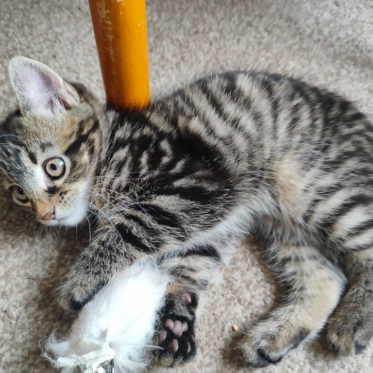 10 weeks old male tabby kitten 