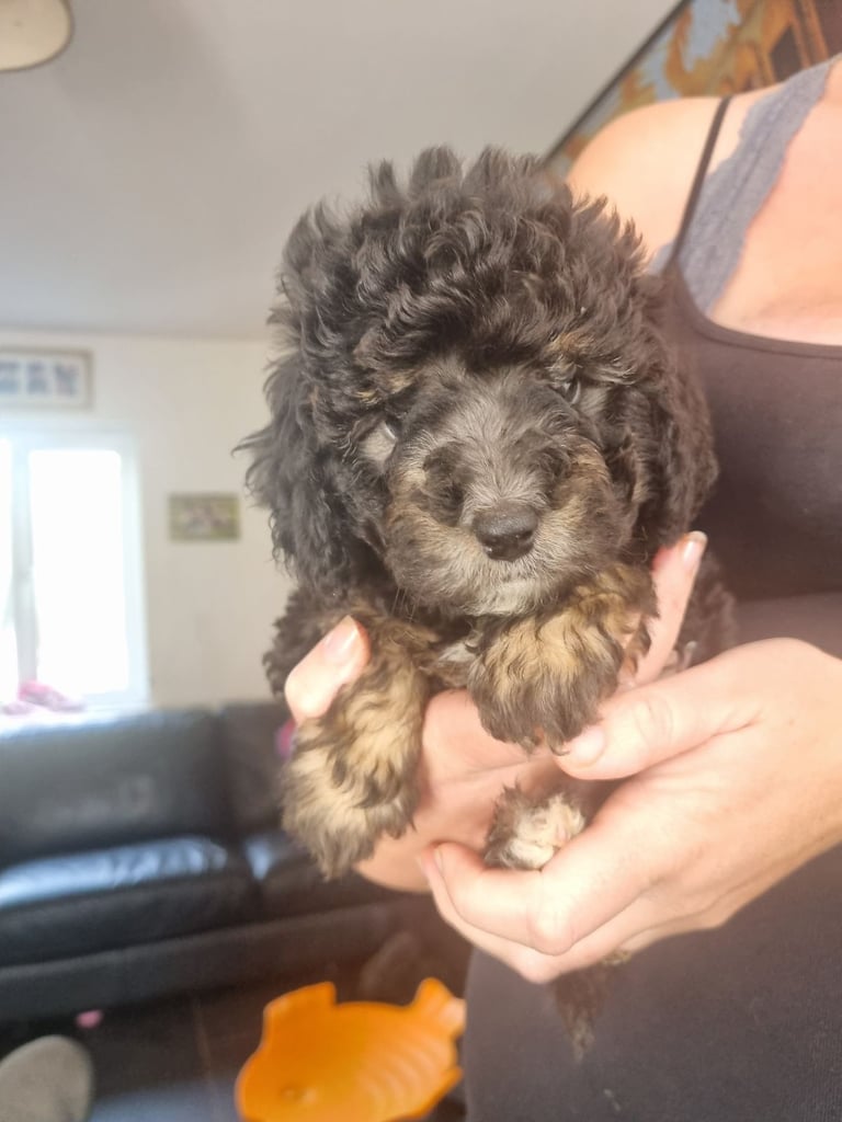 Minature labradoodles 