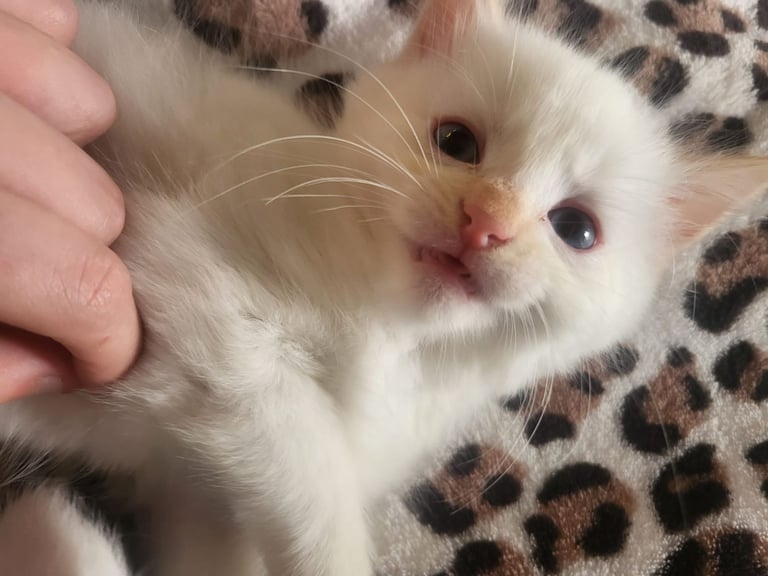 2 playful kittens for sale 