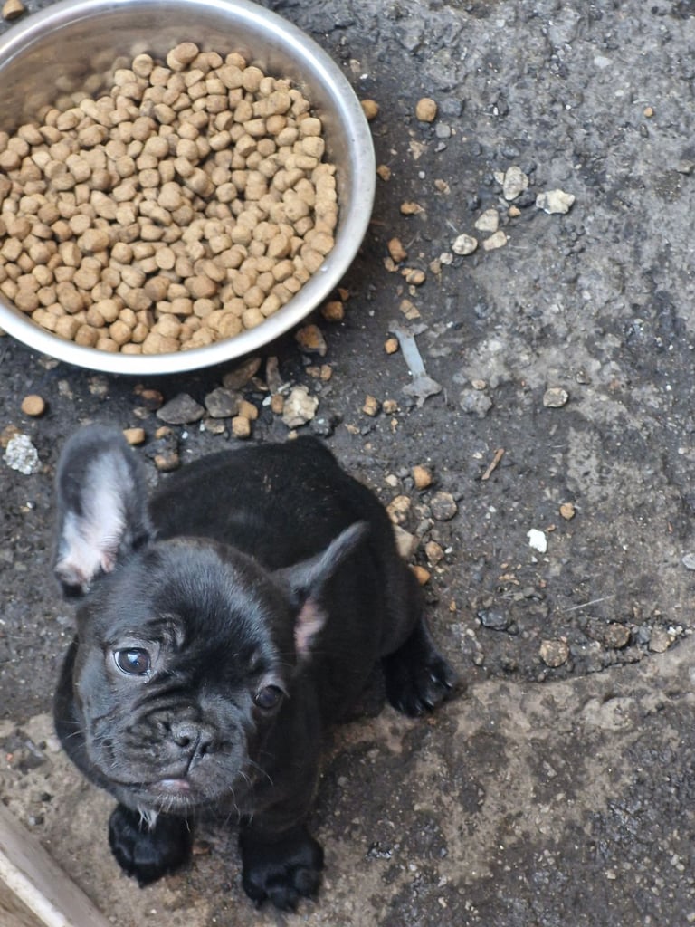 image for French puppy's 